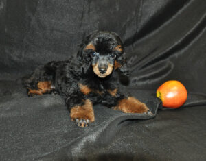 information_items_property_20481